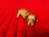 Gretchen, a female Miniature Dachshund for sale in Ardmore, OK – Photo 5 of 10