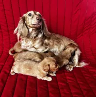 Gretchen, a female Miniature Dachshund for sale in Ardmore, OK – Photo 7 of 10