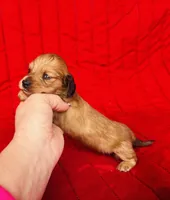 Gretchen, a female Miniature Dachshund for sale in Ardmore, OK – Photo 2 of 10