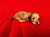 Gretchen, a female Miniature Dachshund for sale in Ardmore, OK – Photo 1 of 10