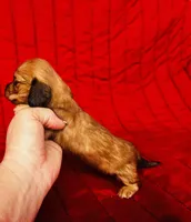 Gretchen, a female Miniature Dachshund for sale in Ardmore, OK – Photo 4 of 10