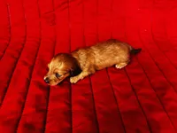 Gretchen, a female Miniature Dachshund for sale in Ardmore, OK – Photo 6 of 10