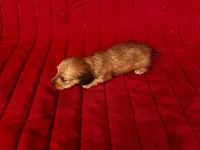 Gretchen, a female Miniature Dachshund for sale in Ardmore, OK – Photo 10 of 10