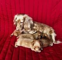 Gretchen, a female Miniature Dachshund for sale in Ardmore, OK – Photo 9 of 10