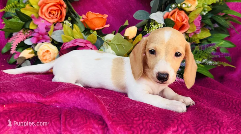 Jameson – Miniature Dachshund puppy for sale in Ardmore, OK