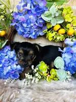 Froggy, a male Yorkshire Terrier for sale in Ardmore, OK – 8 of 10