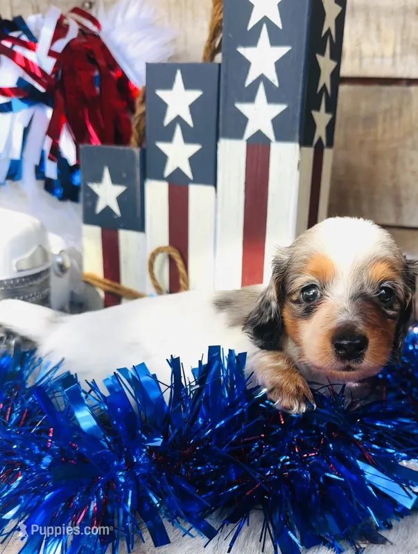 Johnnie Walker (Longhair) – Miniature Dachshund puppy for sale in Ardmore, OK