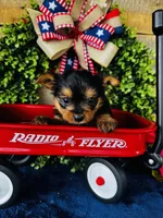 Gigi , a female Yorkshire Terrier for sale in Ardmore, OK – 3 of 10