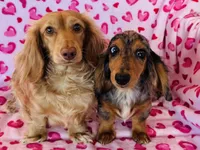 Jax (Longhair), a male Miniature Dachshund for sale in Ardmore, OK – 10 of 10