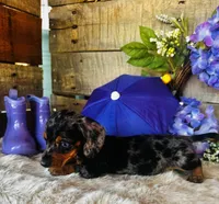 Rooster, a male Miniature Dachshund for sale in Ardmore, OK – 3 of 10