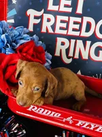 Marilyn Monroe, a male Miniature Dachshund for sale in Ardmore, OK – 2 of 6
