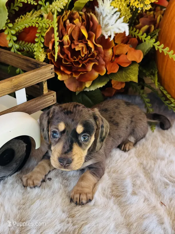 Stella – Miniature Dachshund puppy for sale in Ardmore, OK