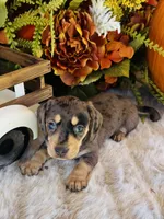 Stella, a female Miniature Dachshund for sale in Ardmore, OK – 1 of 10