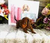 Marilyn Monroe, a female Miniature Dachshund for sale in Ardmore, OK – 6 of 8