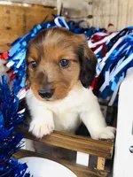 Bourbon (Longhair) , a male Miniature Dachshund for sale in Ardmore, OK – 2 of 10