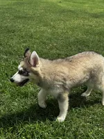 Turbo, a male Siberian Husky for sale in Ardmore, OK – 4 of 10