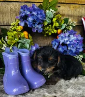 Cami, a female Yorkshire Terrier for sale in Ardmore, OK – 3 of 10