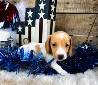 Jameson, a male Miniature Dachshund for sale in Ardmore, OK – 8 of 8