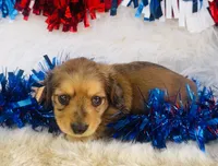 Whiskey (Longhair), a male Miniature Dachshund for sale in Ardmore, OK – 3 of 10