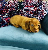 Maxx, a male Miniature Dachshund for sale in Ardmore, OK – 1 of 10