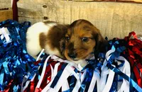 Bourbon (Longhair) , a male Miniature Dachshund for sale in Ardmore, OK – 8 of 10