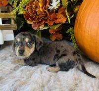 Jax (Longhair), a male Miniature Dachshund for sale in Ardmore, OK – 6 of 10
