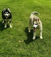 Turbo, a male Siberian Husky for sale in Ardmore, OK – 3 of 10
