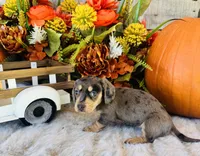 Stella, a female Miniature Dachshund for sale in Ardmore, OK – 4 of 10