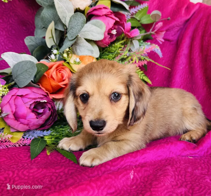 Whiskey (Longhair) – Miniature Dachshund puppy for sale in Ardmore, OK