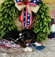 Cami, a female Yorkshire Terrier for sale in Ardmore, OK – 8 of 10