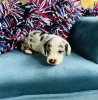 Nova , a male Miniature Dachshund for sale in Ardmore, OK – 4 of 10
