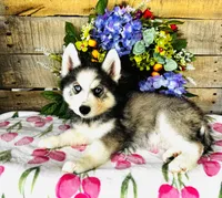 Lavender, a female Siberian Husky for sale in Ardmore, OK – Photo 8 of 10