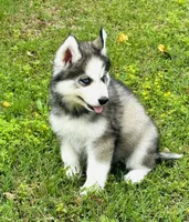 Lavender, a female Siberian Husky for sale in Ardmore, OK – Photo 6 of 10