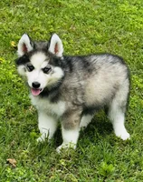 Lavender, a female Siberian Husky for sale in Ardmore, OK – Photo 5 of 10