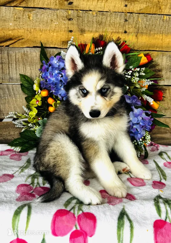 Lavender – Siberian Husky puppy for sale in Ardmore, OK