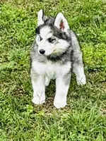Lavender, a female Siberian Husky for sale in Ardmore, OK – Photo 2 of 10