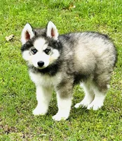 Lavender, a female Siberian Husky for sale in Ardmore, OK – Photo 3 of 10