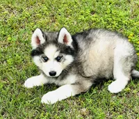 Lavender, a female Siberian Husky for sale in Ardmore, OK – Photo 7 of 10