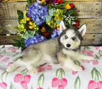 Lavender, a female Siberian Husky for sale in Ardmore, OK – Photo 4 of 10