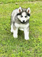 Lavender, a female Siberian Husky for sale in Ardmore, OK – Photo 10 of 10