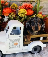 Tarzan, a male Miniature Dachshund for sale in Ardmore, OK – 4 of 10
