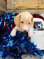 Jameson, a male Miniature Dachshund for sale in Ardmore, OK – 3 of 8