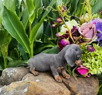 Jackie, a female Miniature Dachshund for sale in Ardmore, OK – 7 of 10