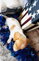 Jameson, a male Miniature Dachshund for sale in Ardmore, OK – 5 of 8