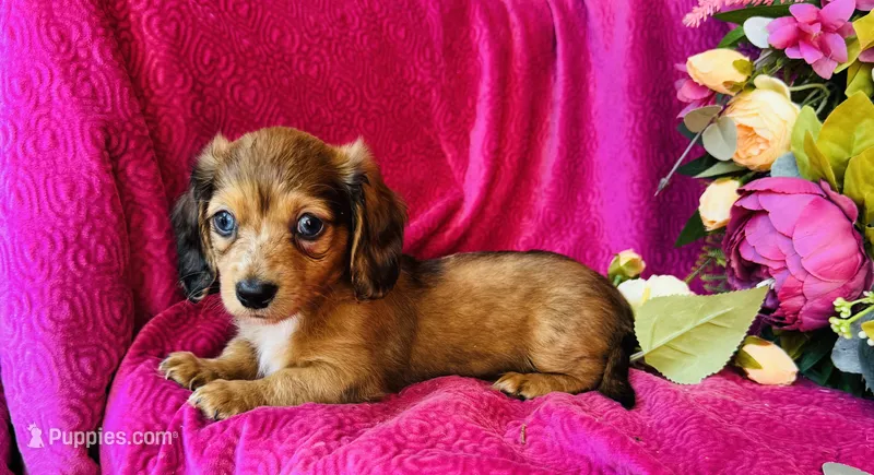 Dixie (Longhair)  – Miniature Dachshund puppy for sale in Ardmore, OK
