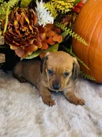 Tucker, a male Miniature Dachshund for sale in Ardmore, OK – 8 of 10