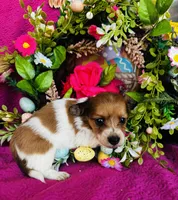 Cactus , a female Miniature Dachshund for sale in Ardmore, OK – Photo 6 of 9