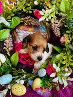 Cactus , a female Miniature Dachshund for sale in Ardmore, OK – Photo 5 of 9