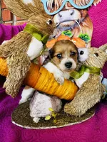 Cactus , a female Miniature Dachshund for sale in Ardmore, OK – Photo 7 of 9