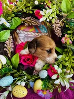 Cactus , a female Miniature Dachshund for sale in Ardmore, OK – Photo 4 of 9